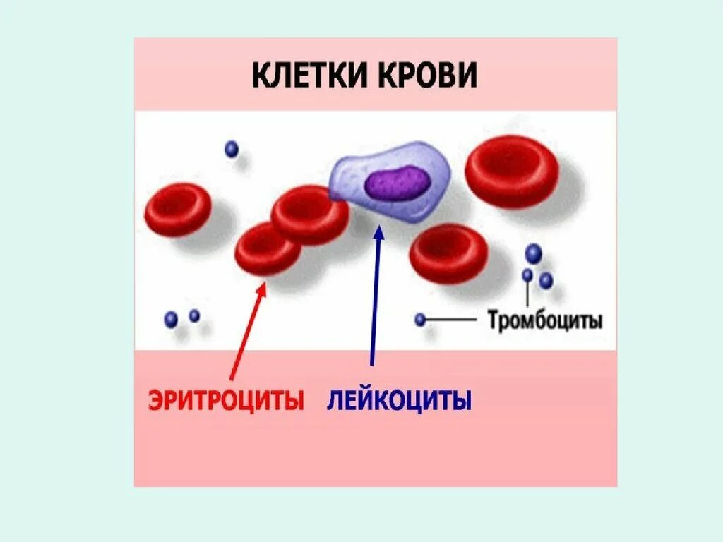 Строение клеток крови рисунок. Эритроциты лейкоциты тромбоциты рисунок. Кровь состоит из плазмы эритроцитов лейкоцитов. Кровь эритроциты лейкоциты тромбоциты. Лейкоциты определяют группу крови