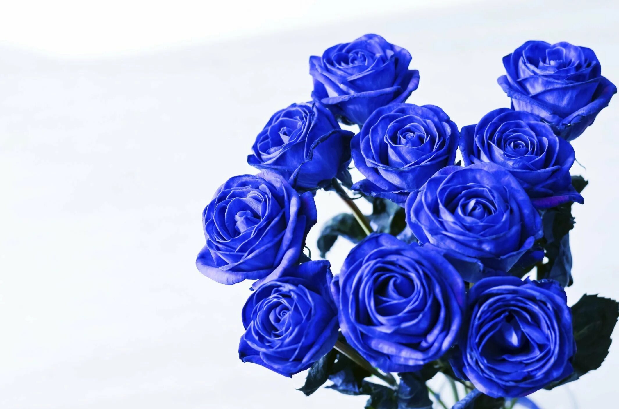 Красивые цвет из синих цветов