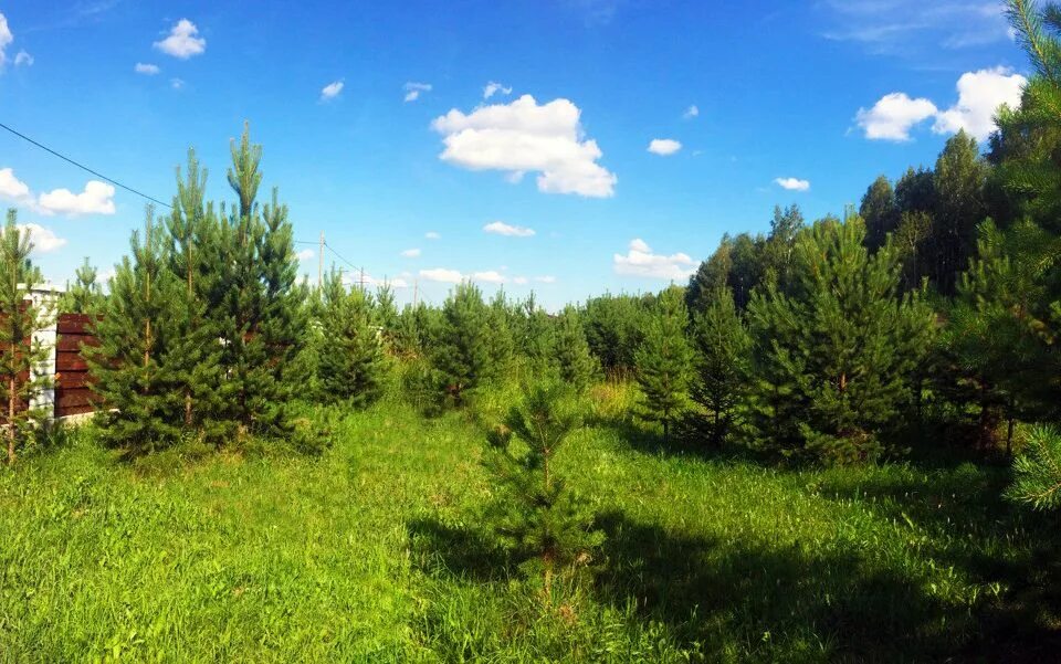 Купить земельный участок в н. Сосновый Бор Красноярск поселок. Участок земли сосны. Земельный участок с лесом. Земельный участок с соснами.