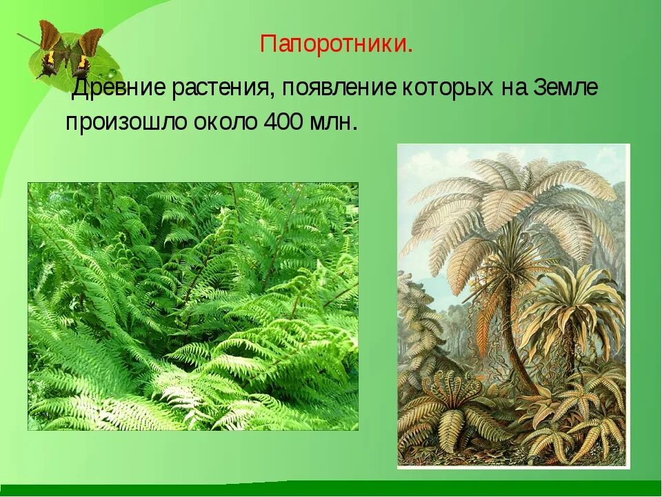 Значение древних вымерших папоротниковидных в природе. Папоротник страусник корневище. Древние Папоротникообразные. Семенные Папоротникообразные. Папоротники древние растения.