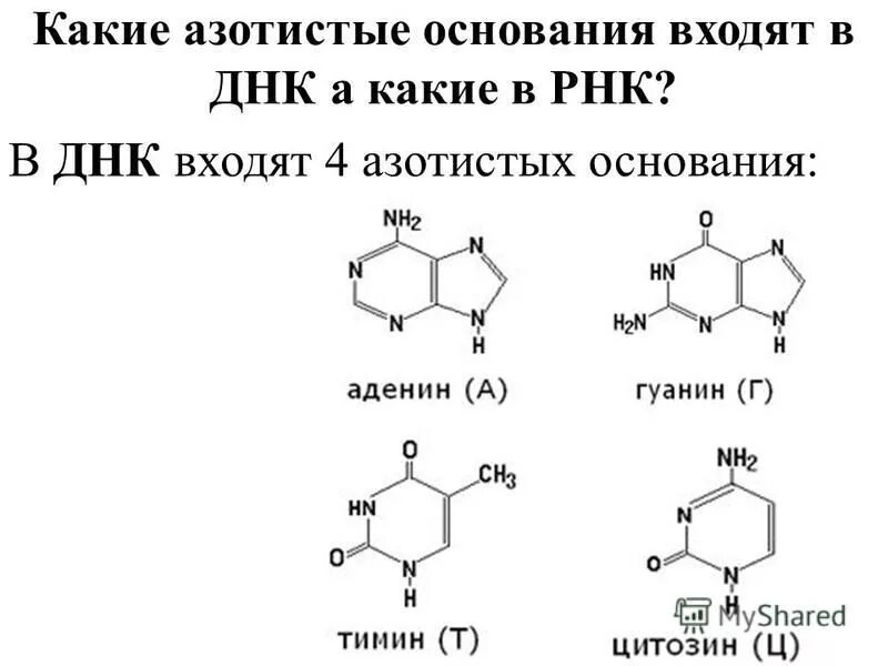 Азотистые основания нуклеиновых кислот