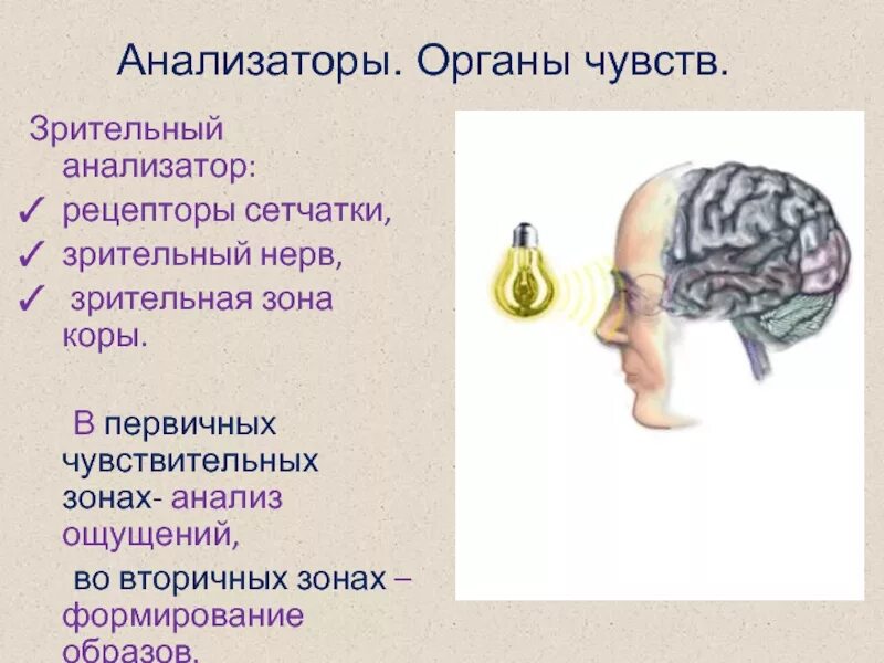 Анализаторы органы чувств. Органы чувств анализаторы зрительный анализатор. Рецепторы органов чувств зрительного анализатора. Рецепторы анализаторов.