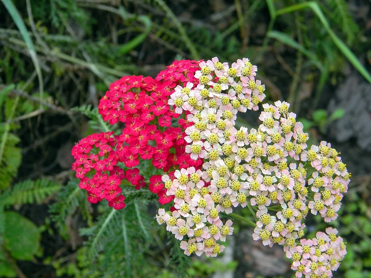 Агератолистный тысячелистник (achillea ageratifolia). Тысячелистник обыкновенный лекарственные растения. Тысячелистник зонтичный achillea umbellata. Когда собирать тысячелистник. Тысячелистник ахиллея.