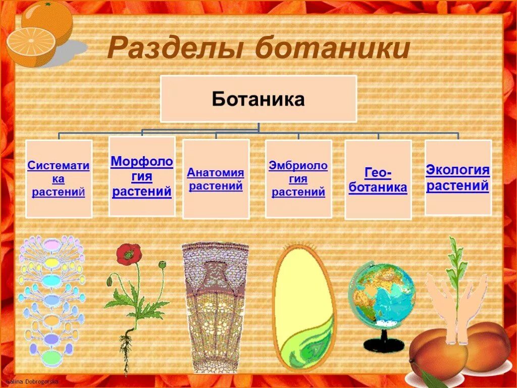 Какие бывают ботанические науки 6 класс. Разделы ботаники. Ботаника разделы биологии. Ботаника наука о растениях разделы ботаники. Разделы ботаники и их связь с системной организацией в живой природе.