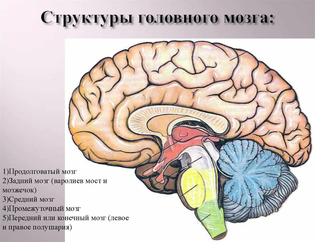 Головной мозг границы. Продолговатый задний средний промежуточный мозг. Продолговатый задний средний промежуточный конечный мозг. Продолговатый задний средний отделы головного мозга. Продолговатый мозг мост и мозжечок.