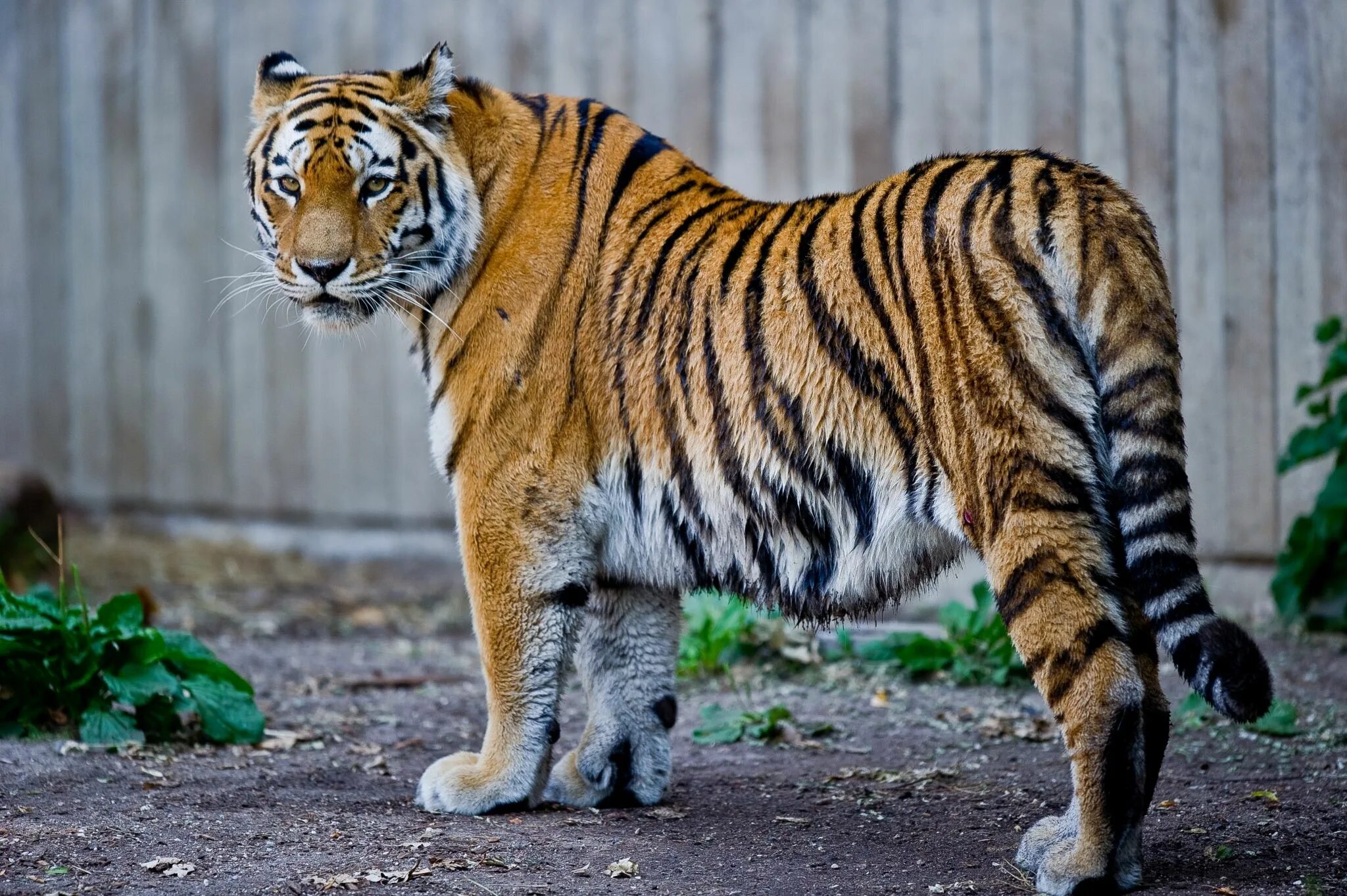 Туранский тигр. Закавказский тигр. Амурский тигр. Сибирский тигр (Panthera Tigris altaica).