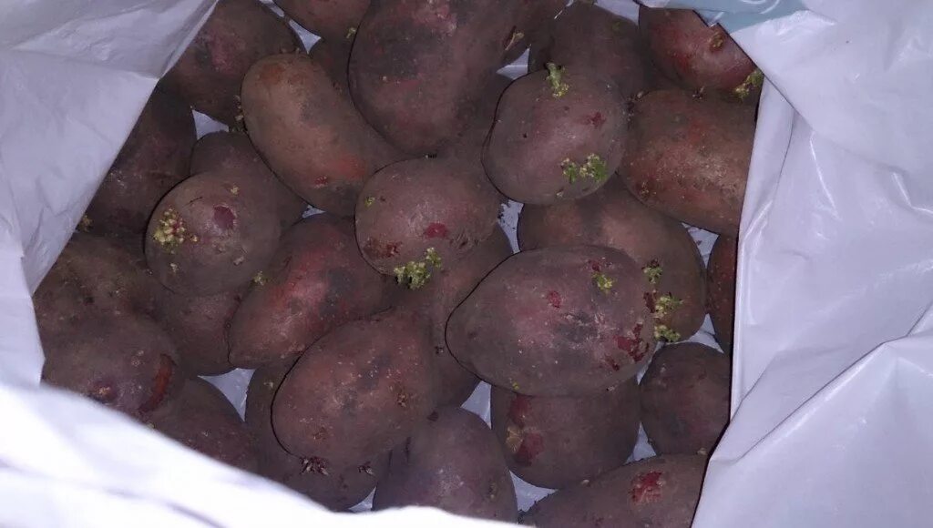 Проращивать картофель в темноте или на свету. Прорастание картофеля. Проращивание картофеля. Проросшая картошка. Картошка семенная ростками.