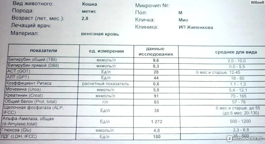 Завышенная фосфатаза. Щелочная фосфатаза в биохимическом анализе крови норма. Щелочная фосфатаза 385. Анализ крови щелочная фосфатаза норма. Щелочная фосфатаза ЩФ норма.