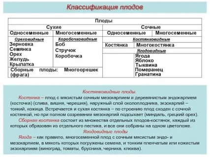 Костянковидные плоды таблица