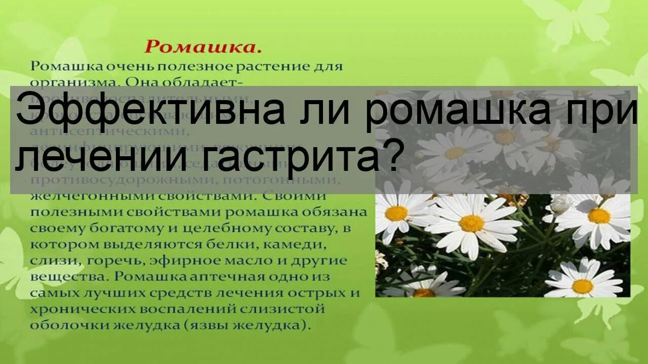 Повышенная кислотность ромашка. Ромашка при гастрите. Ромашка успокаивает. Чай с ромашкой при гастрите. Снижает ли Ромашка давление.