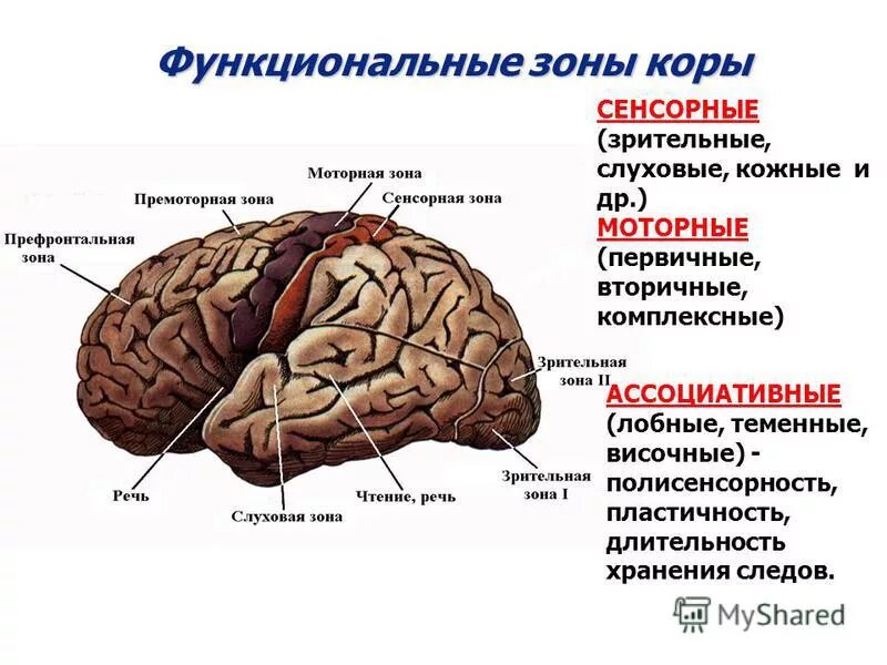 Роль коры головного мозга. Сенсорные ассоциативные и моторные зоны коры. Ассоциативные, сенсорные, двигательные зоны коры.. Сенсорная зона коры головного мозга.