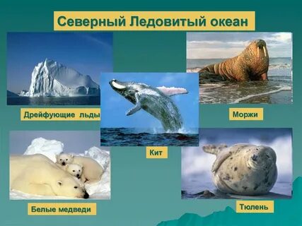 Животный и растительный мир северного ледовитого океана