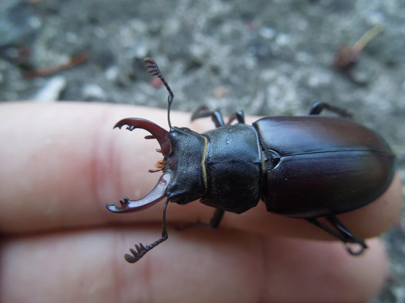 Жук олень адаптация. Закавказский Жук олень. Lucanus laminifer. Жук Рогач черный. Жук олень обыкновенный.