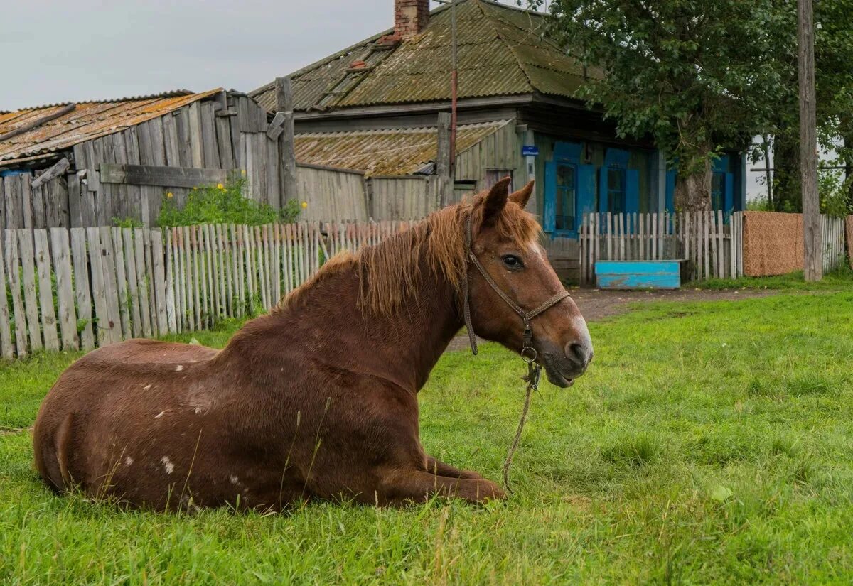 Село лошадка