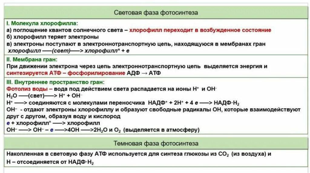 Световая фаза последовательность процессов. Фотосинтез порядок процессов. Этапы процесса фотосинтеза. Световая стадия фотосинтеза. Процессы при световой фазе фотосинтеза.