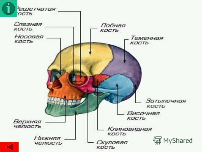 Лобная отдел скелета