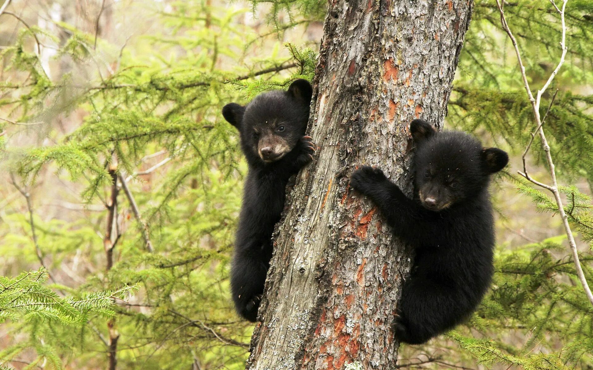 Медведь барибал умеет лазить по деревьям. Гималайский медведь. Медведь на дереве. Медвежонок на дереве. Медведь в лесу.