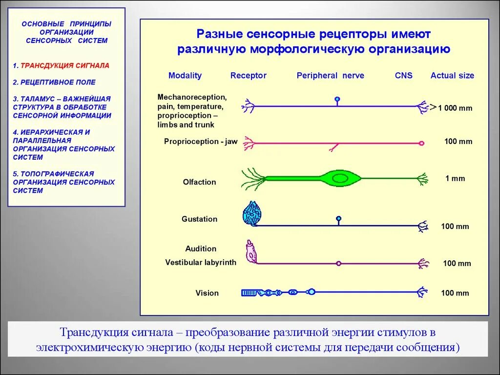 Кодирование сенсорной информации. Принципы кодирования информации в сенсорных системах. принципы организации сенсорных систем. принципы обработки сенсорной информации.. схема сенсорного кодирования.