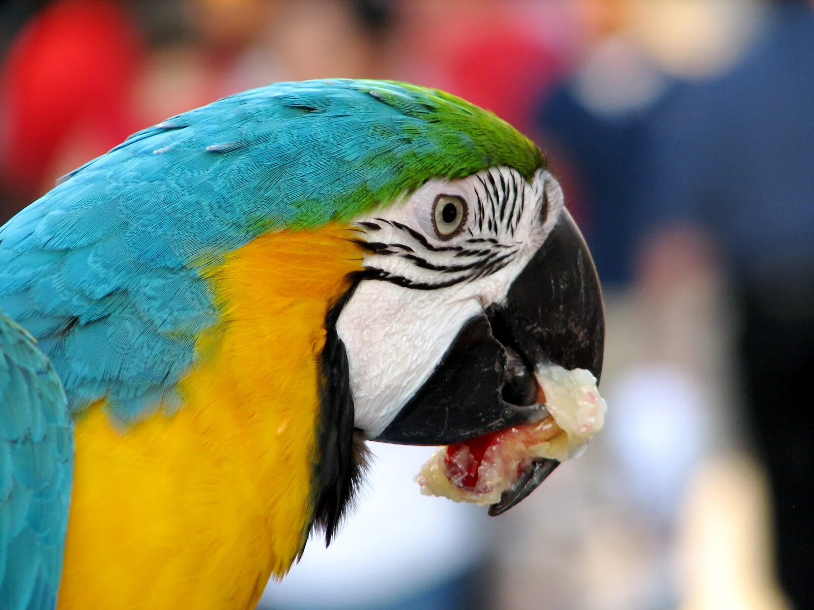 Кто такой попугай. Что едят попугаи. Попугай кушает. Попугай на бразильском орехе. Попугай питается насекомыми.