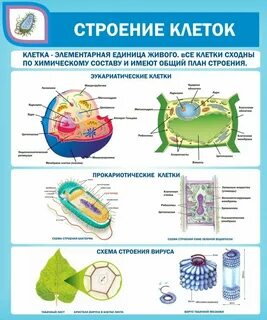 Строение клетки 9 класс биология конспект урока
