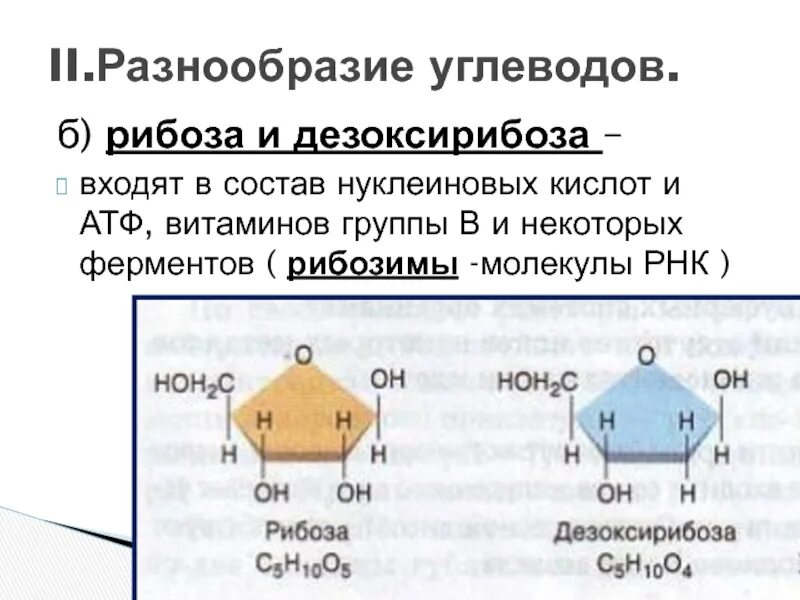 Какие углеводы входят в состав атф. Углевод дезоксирибоза входит в состав. рибоза в атф. рибоза это углевод. рибоза и дезоксирибоза.
