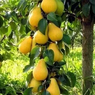 Саженцы груши медовая