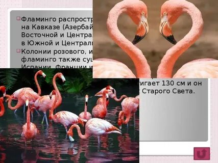 Особенности строения фламинго