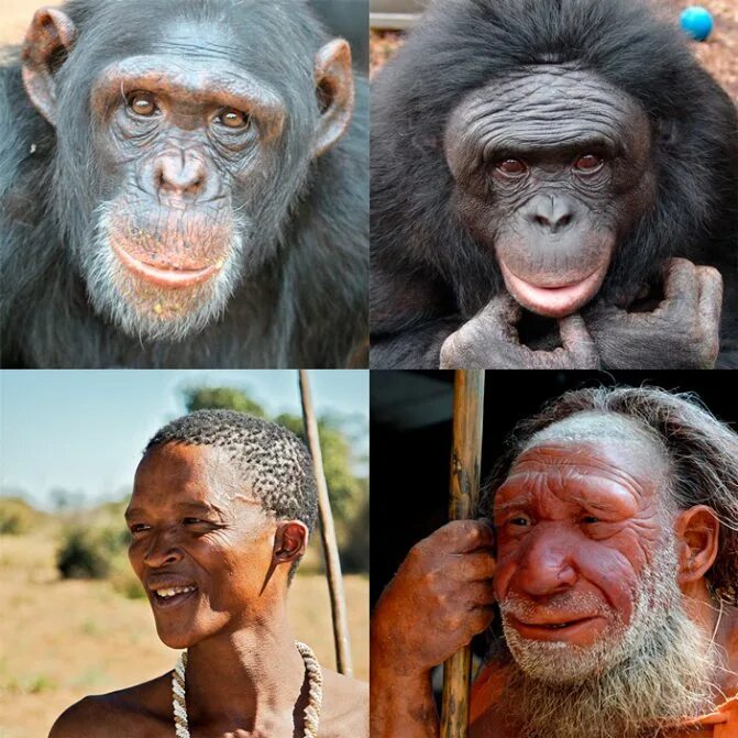 люди потомки обезьян