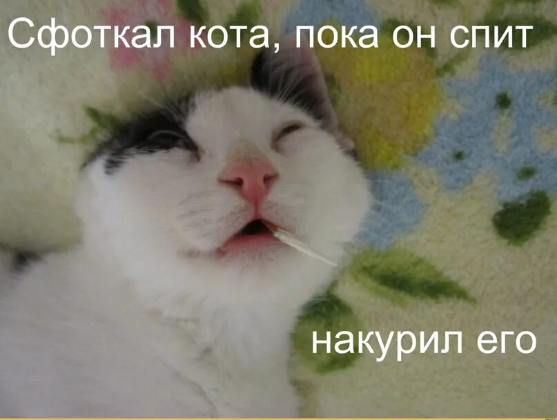 Любимый сфоткал пока я спала. Картинка кота. Пока я спала. Моя девушка сфоткала меня пока я спал. Моя девушка сфоткала меня пока я спал.