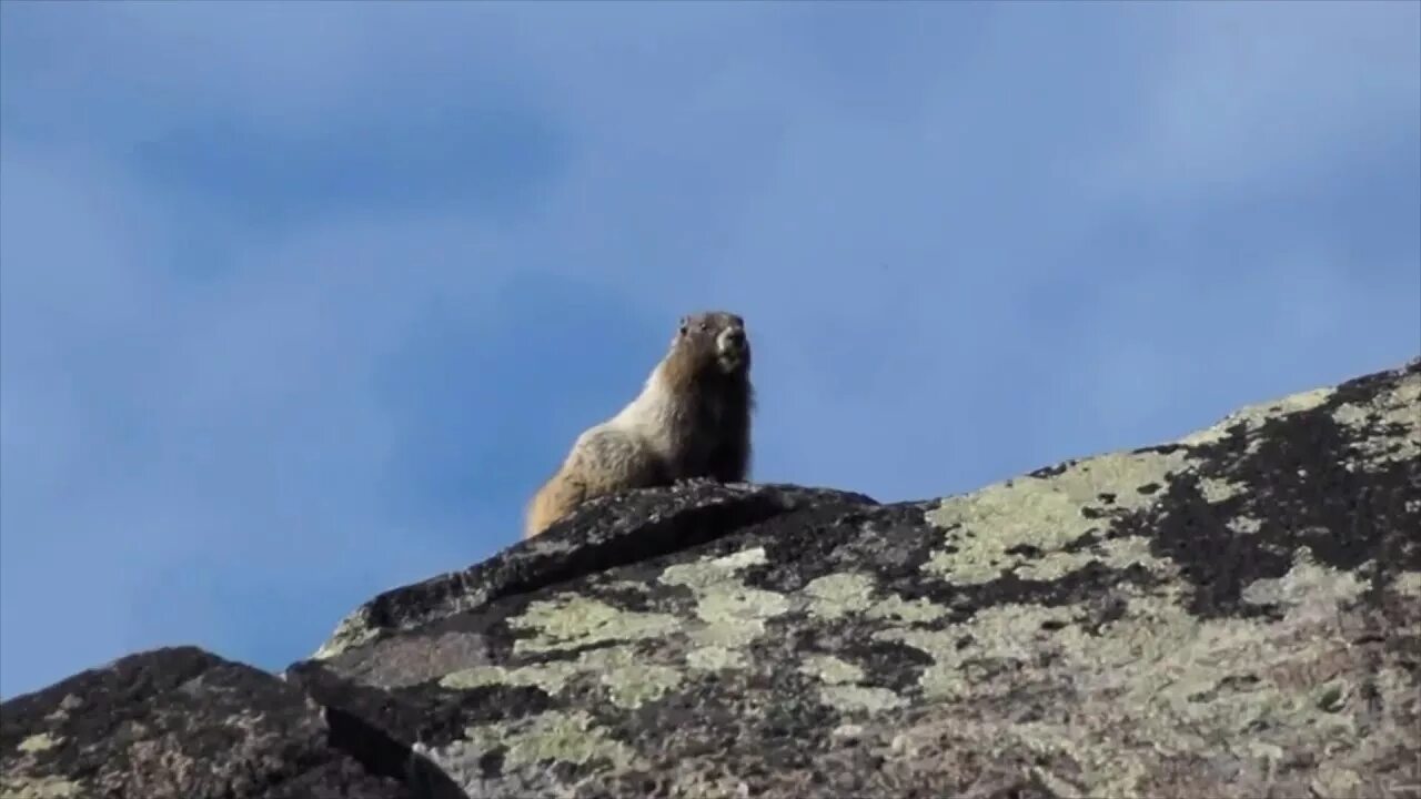 Кричащий суслик видео. Marmot screaming. Суслик орёт в горах. Кричащий суслик в горах.