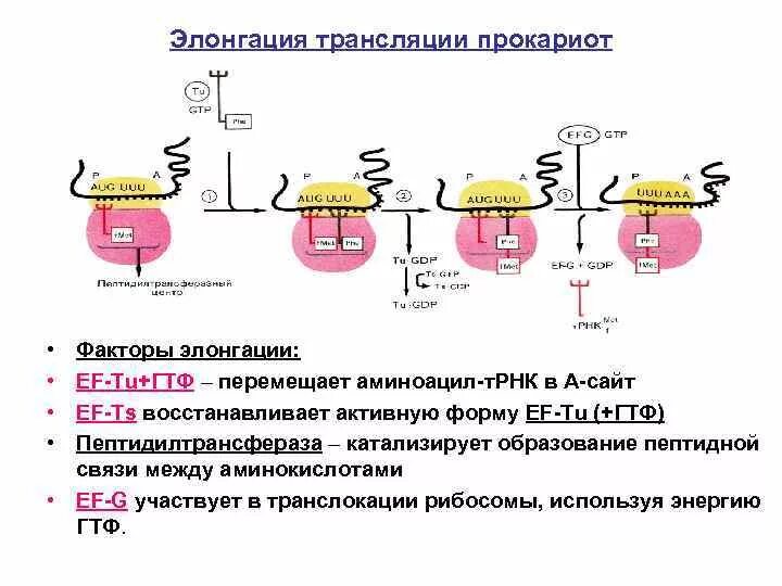 Элонгация трансляции у прокариот. Факторы элонгации эукариот. Инициация трансляции у прокариот. Факторы трансляции прокариот.