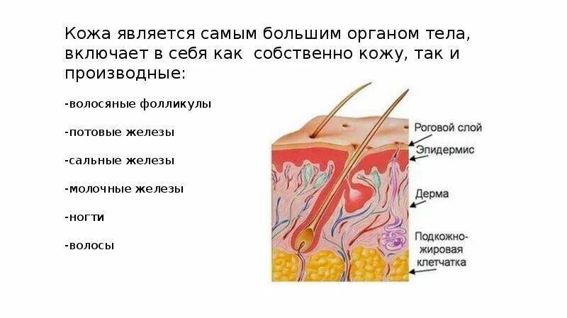 Производные эпидермиса кожи. Потовые и сальные железы строение. Сальные потовые и молочные железы. Потовые железы в коже человека.