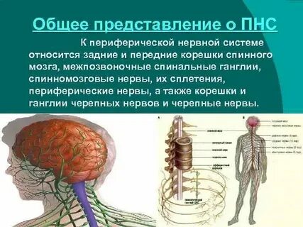 Периферические ткани это
