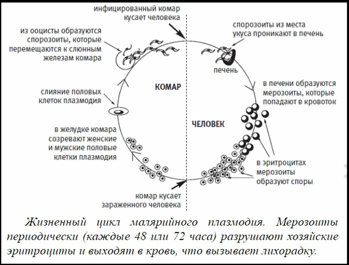 Малярийный плазмодий в кишечнике. Схема цикла малярного плазмодо. Цикл развития малярийного плазмодия в Комаре. Цикл развития малярийного пл. Цикл развития малярийного плазмолиза схема.