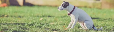 Dogs class