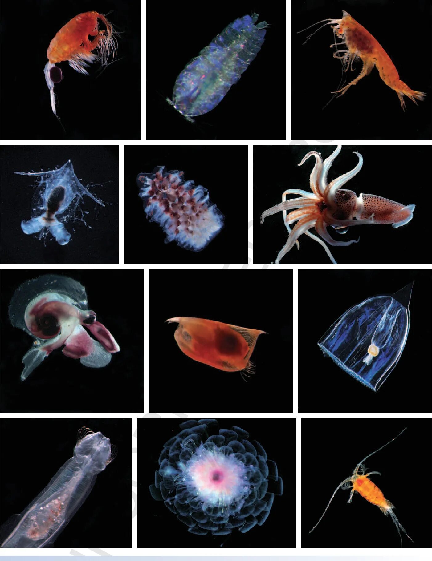 Зоопланктон. Зоопланктоны ракообразные. Зоопланктон рачки. Планктон зоопланктон.