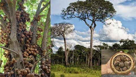 Үлкен клитордың үлкен порнографиясы