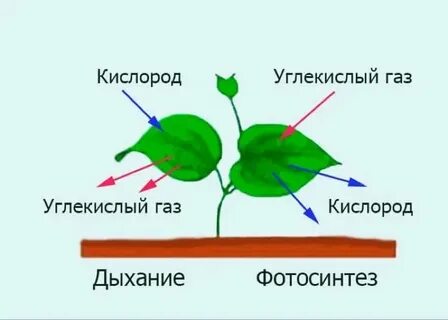Листья растений дышат