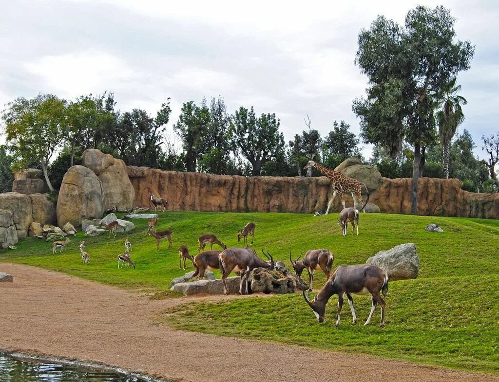 Zoo animals park. Биопарк Валенсия. Биопарк Валенсии в Испании. План зоопарк Биопарк Валенсия. Биопарк Биопарк.