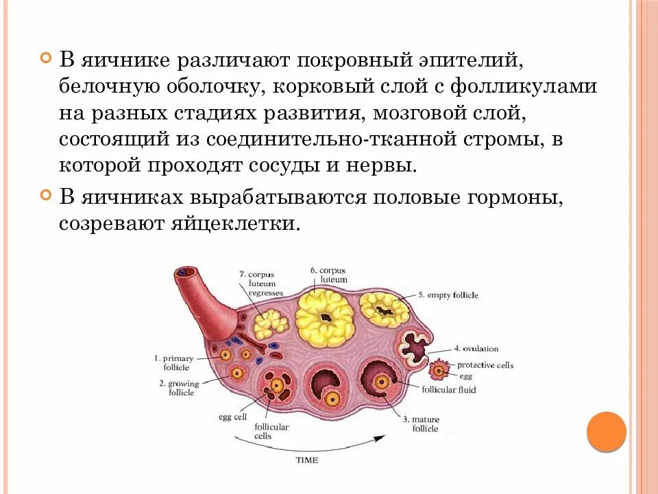 Процесс созревания фолликула в яичнике. Строение яичника оболочки. Эпителий фолликулов яичника послойно. Фолликулы Строма яичника.