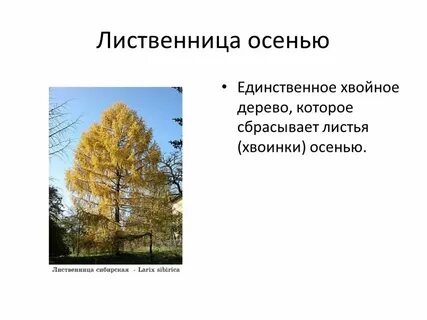 Какое хвойное дерево сбрасывает листву