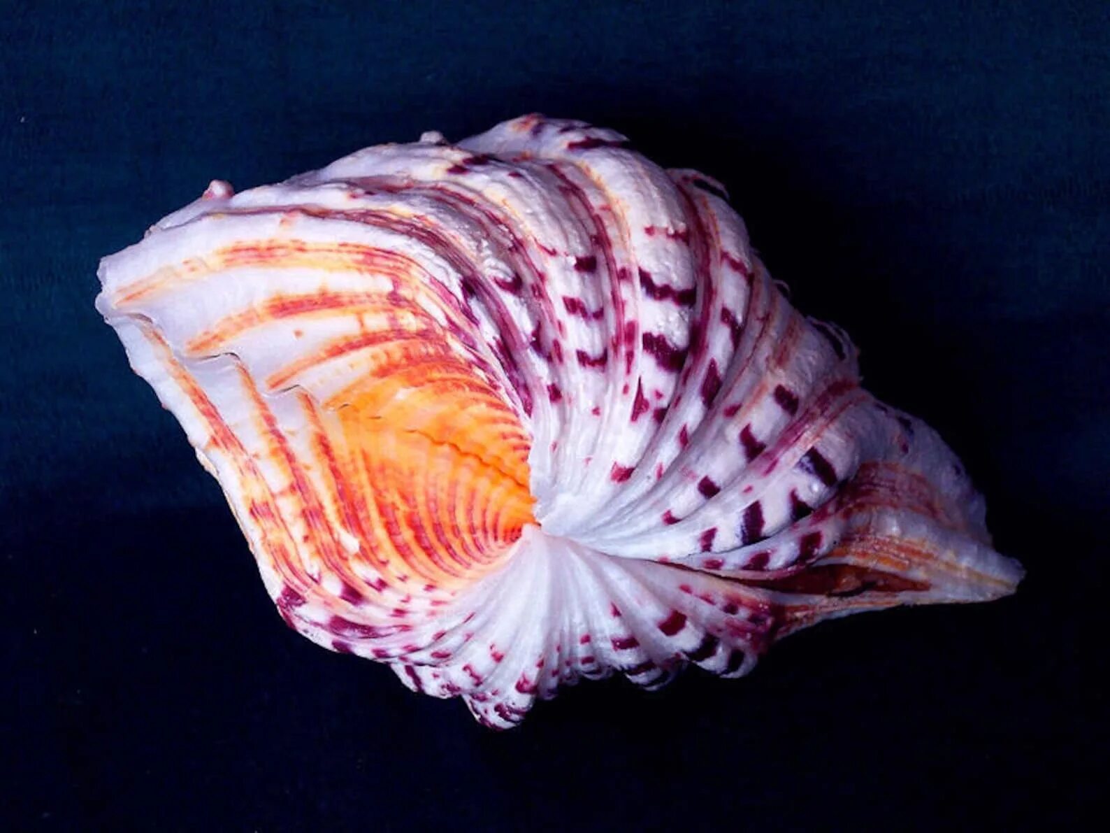 Ракушка Hippopus Hippopus. Раковина моллюска Hippopus Hippopus l.. Редкие морские раковины. Самые редкие ракушки