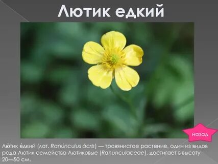 Генеративные органы лютика едкого выберите все цифры