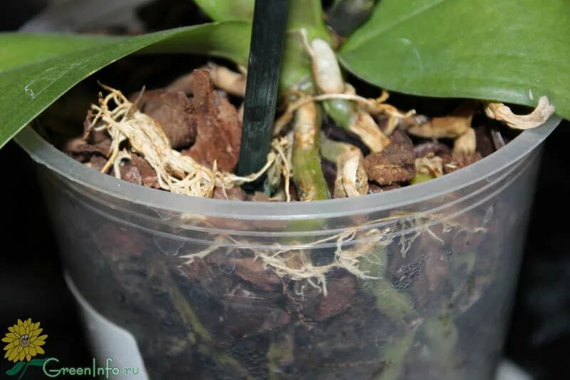 Корни орхидеи вылезли из горшка