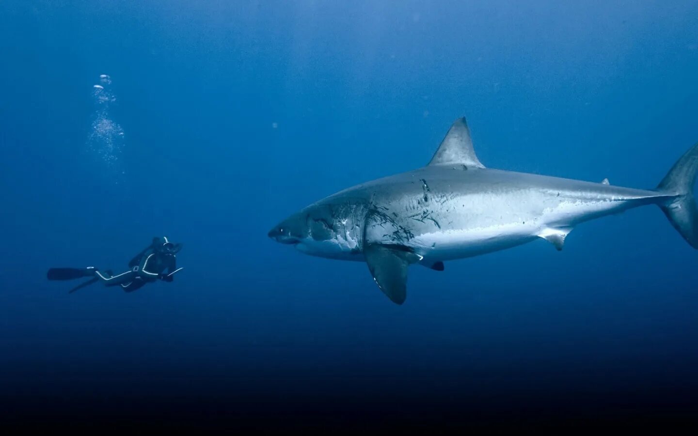 Какула. Вайт шарк акула. Акула белая, акула-людоед, кархародон. Какула. Шестижаберная акула зубы.