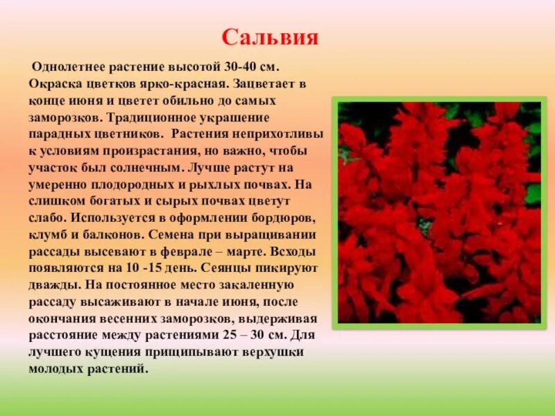 Как пишется зацвела. Сальвия однолетняя. Сальвия однолетник. Сальвия цветок описание. Однолетние цветы описание.