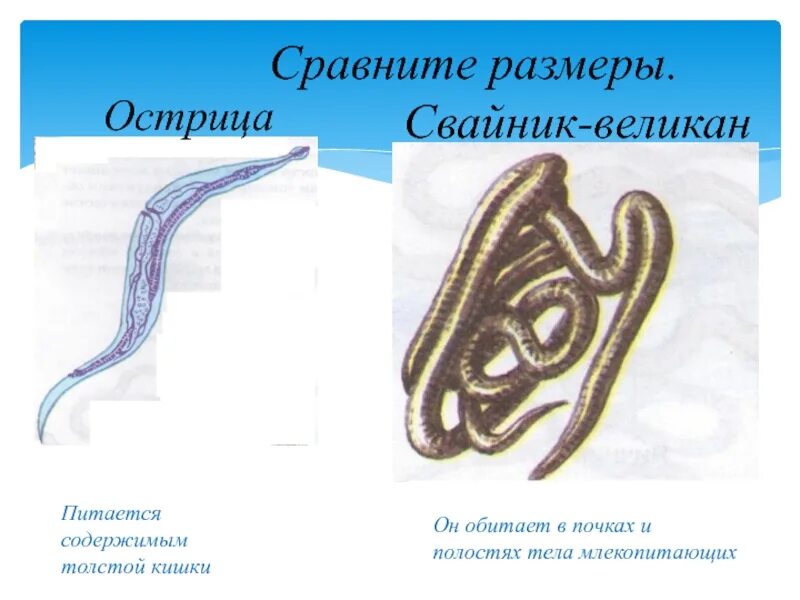 Острица строение. Кровеносная система человеческой аскариды. Острица имеет полость тела. Хвостовой конец тела острицы. Отделы пищеварительной системы круглых червей.