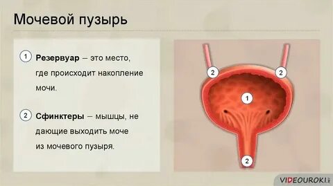 Где не бываю