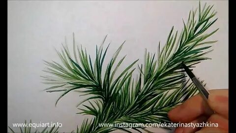 Как нарисовать еловую ветку красками