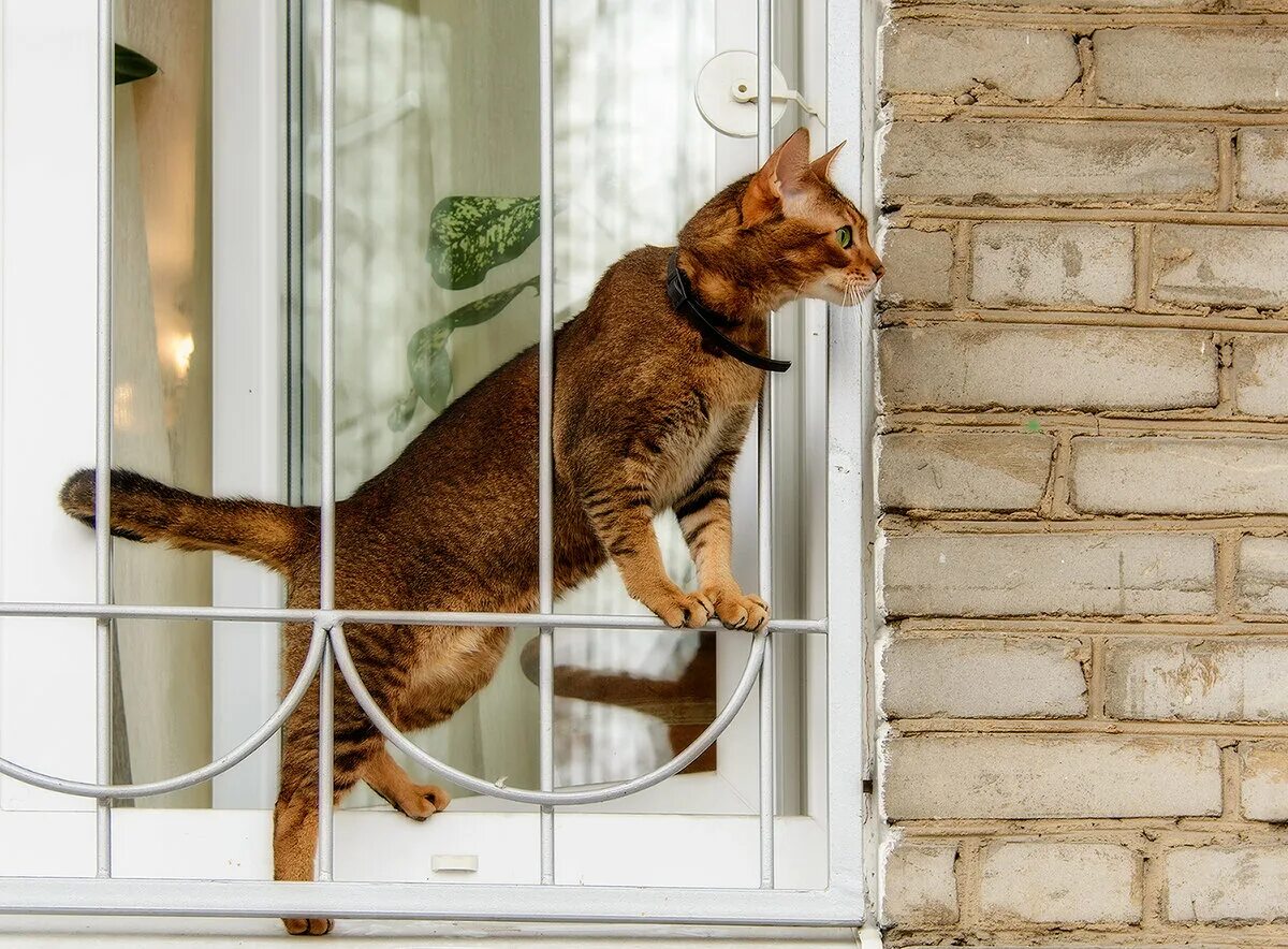 Кошачий балкон. Балкончик антикошка. Клетка антикошка. Антикошка на окна. Сетка антикошка.